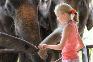Jente som mater elefant ved Elephant Hills i KHao Sok Thailand