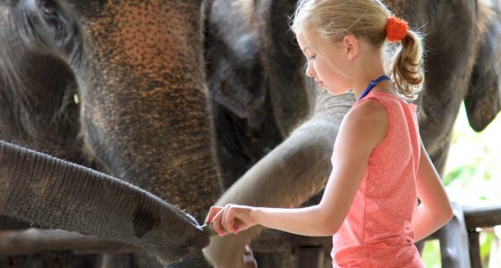 Jente som mater elefant ved Elephant Hills i KHao Sok Thailand