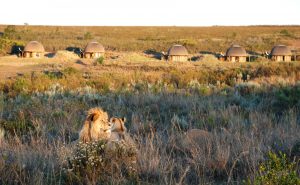 løve på en safari i gondwana