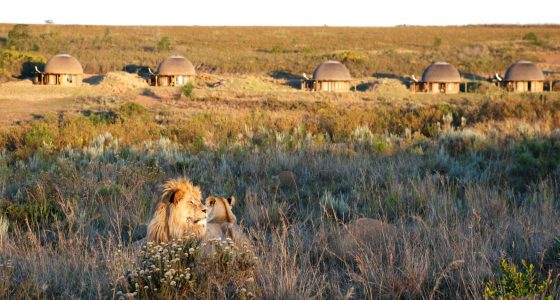 løve på en safari i gondwana