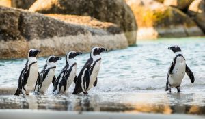 Fem, pingviner i Simon´s Town Cape Town