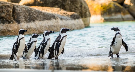 Fem, pingviner i Simon´s Town Cape Town
