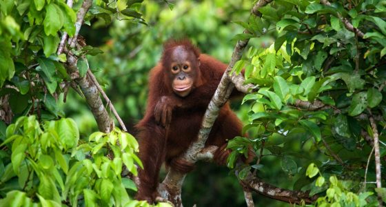 en orangutang som sitter i et tre og ser i kamera